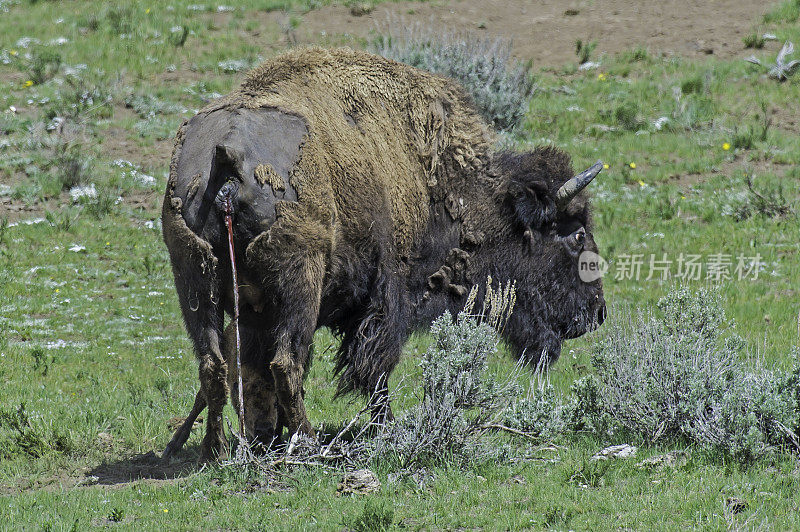 美国野牛或简称野牛(bison bison)，也通常被称为美国水牛或简称水牛，黄石国家公园，怀俄明州。母鲸和幼鲸。